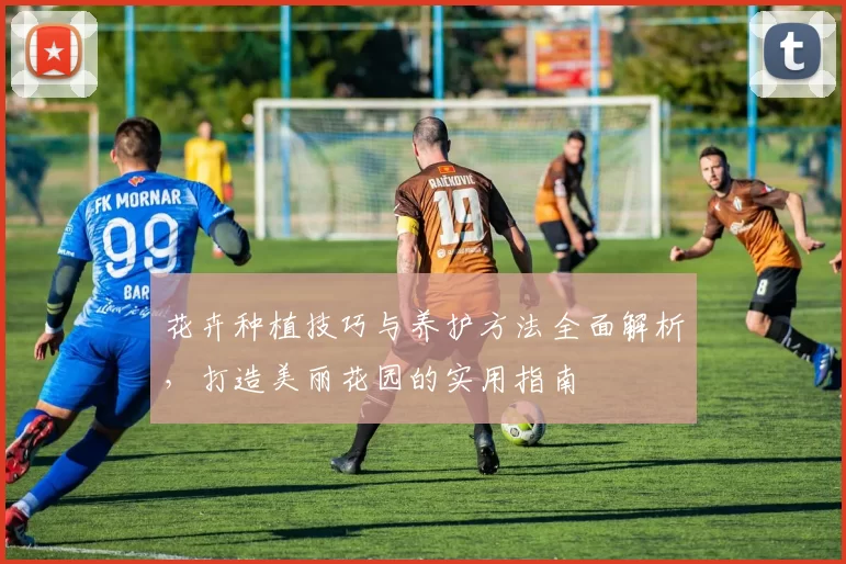 花卉种植技巧与养护方法全面解析,打造美丽花园的实用指南
